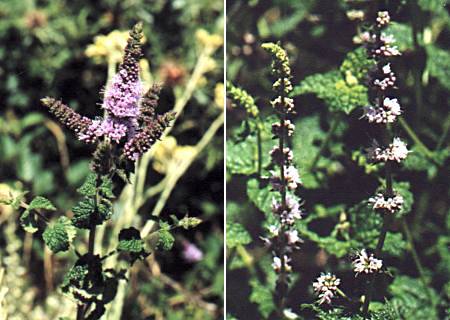 Incudine (Corse), 19 ao�t 1998 / Rivi�re Golo (Corse), 22 ao�t 1998