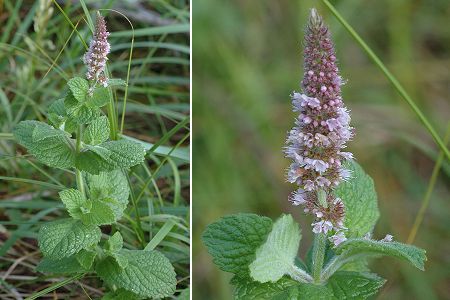Saint-Julien-l�s-Montb�liard (Doubs), 28 septembre 2005