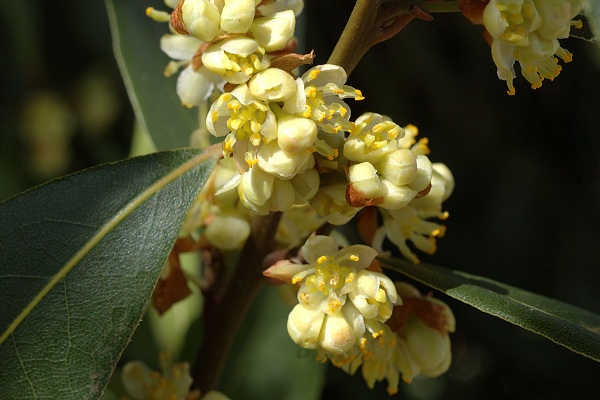 Saint-Maurice-de-Beynost (Ain), 7 avril 2008