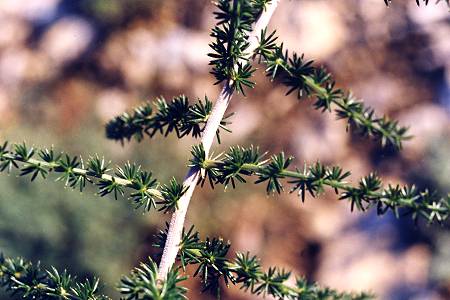 Alpilles (Bouche-du-Rhône), 4 novembre 1999