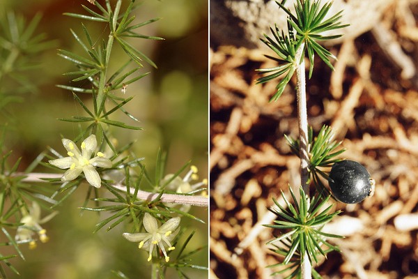 Saint-Beno�t (Dr�me), 26 ao�t 2006 / Alpilles (Bouche-du-Rh�ne), 4 novembre 1999