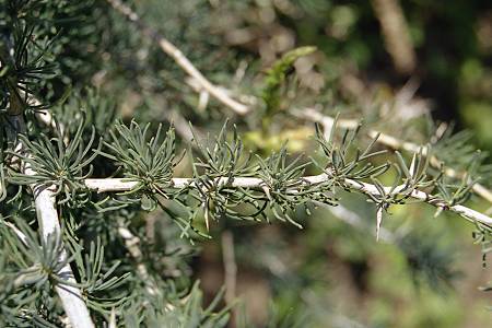 Rotundinaria (Corse), 24 avril 2003