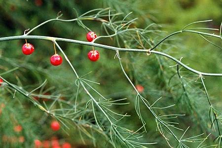 Herm (Landes), 24 août 1999