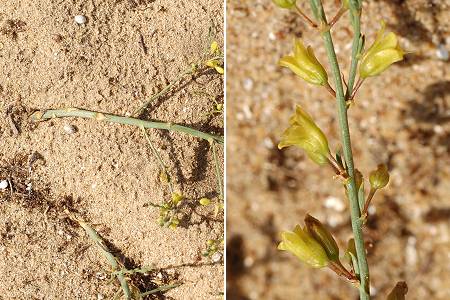 Pointe d'Arcay (85), 12 mai 2009