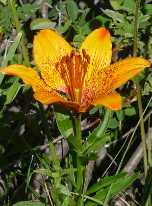 Valloire (Savoie), 14 juin 2012
