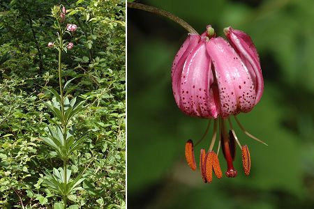 Bournois (Doubs), 10 juin 2006