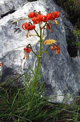 Col de Vence (Alpes-Maritimes), 18 juin 2007