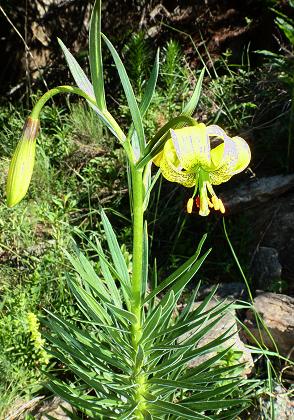 Vallée d'Eyne (Pyrénées-Orientales), 25 juin 2013