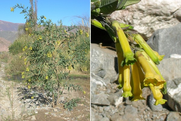 Pumamarca (Argentine), 18 juillet 2006 / Quilmes (Argentine), 18 juillet 2006