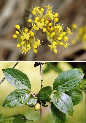 M�di�res  (Doubs),  27 mars 2006 / Saverne, Jardin botanique (Bas-Rhin), 26 mai 2002