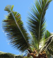 photo feuille