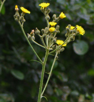 photo fleur