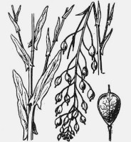 miniature