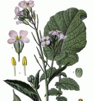 vignette
