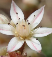 photo fleur