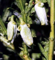 photo fruit