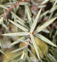 photo feuille