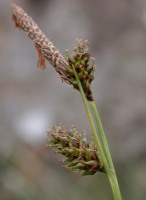 photo plante