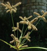 vignette
