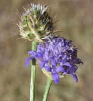 photo fleur