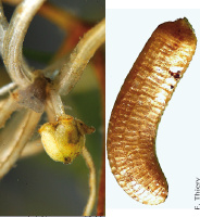 photo fruit