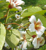 photo fleur