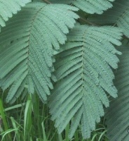 photo feuille