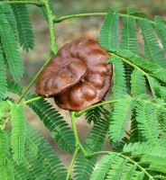 photo fruit