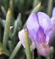 photo fleur