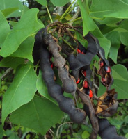 photo fruit