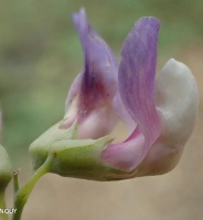 photo fleur