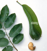 photo fruit