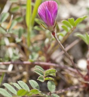 photo plante