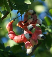 photo fruit