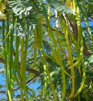 photo fruit