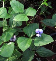 photo plante