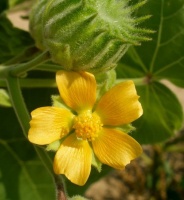 photo fleur