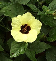 photo fleur