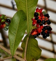 photo fruit