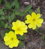 photo fleur