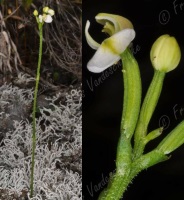 photo plante