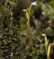 photo plante