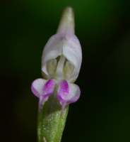 photo fleur