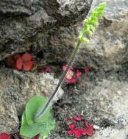 photo plante