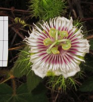 photo fleur