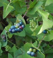 photo fruit