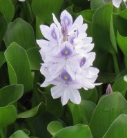 photo fleur