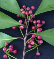 photo fruit