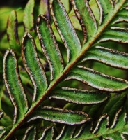 photo fruit