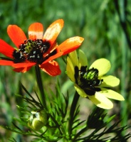 photo fleur